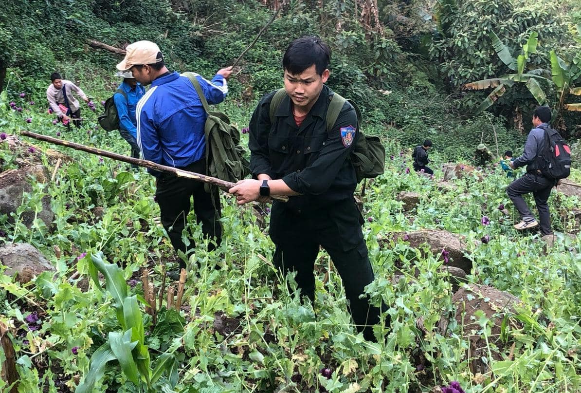 Đoàn viên thanh niên Chi đoàn Cảnh sát Điều tra tội phạm về Kinh tế - Ma túy (Công an huyện Than Uyên) tham gia phá nhổ cây thuốc phiện.